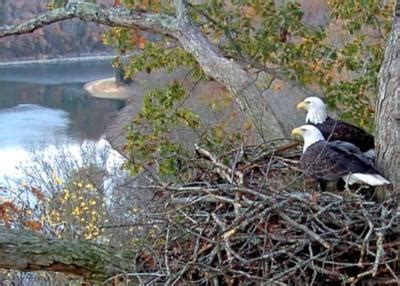 The barge picks up its first watchers from Lillydale Recreation Area and others at Dale Hollow Resort State park. . Dale hollow eagle nest